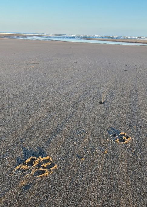 Image for Dog Friendly Homes